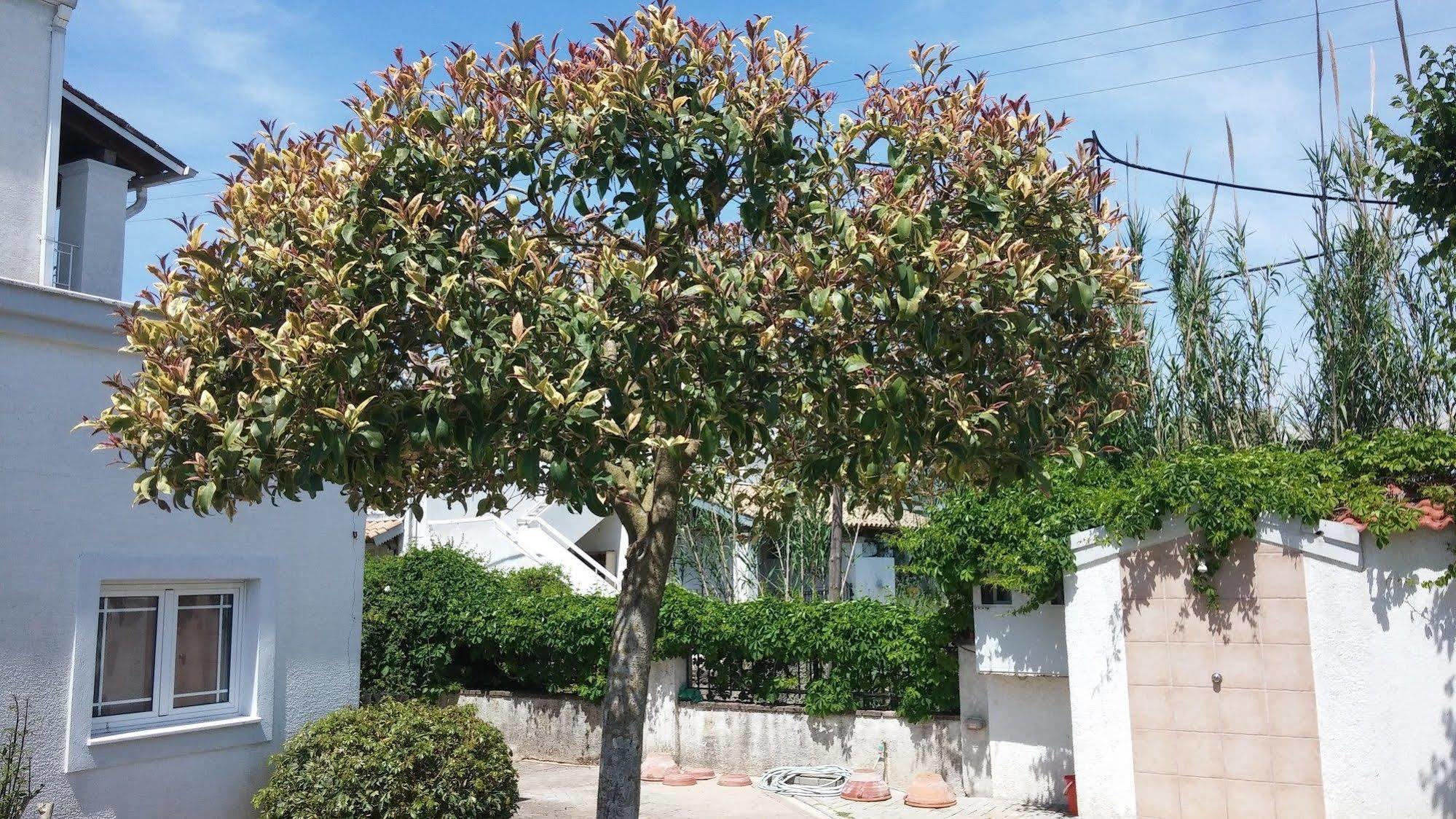 Corfu Anastasia Kontokali Ngoại thất bức ảnh